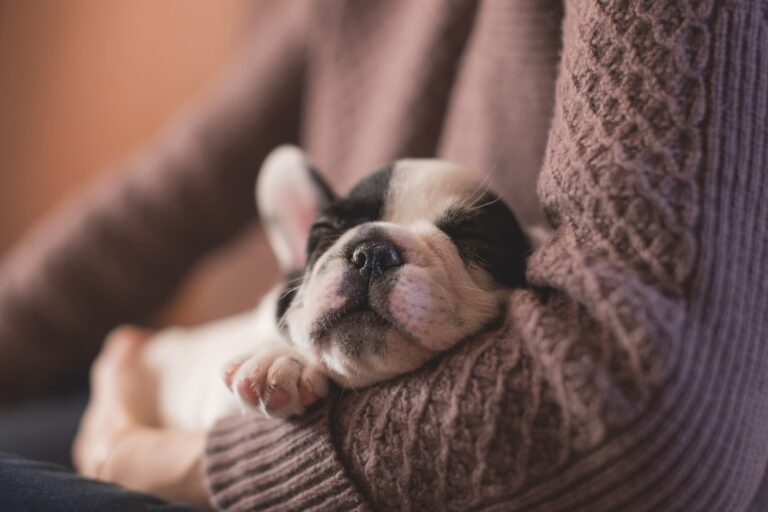 拳師犬可以吃花生嗎