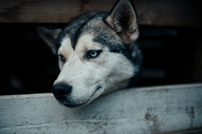 阿拉斯加雪橇犬救援：如何領養及期待
