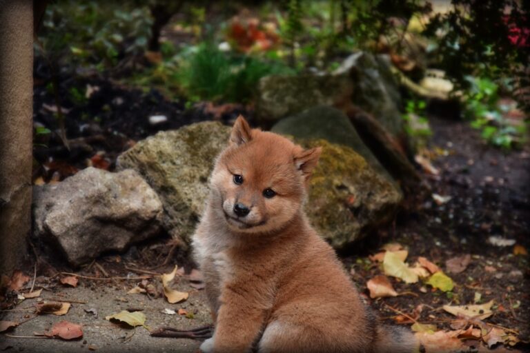 秋田犬為什麼這麼貴？