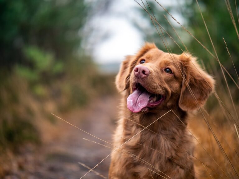 拳師犬可以吃蓮霧嗎