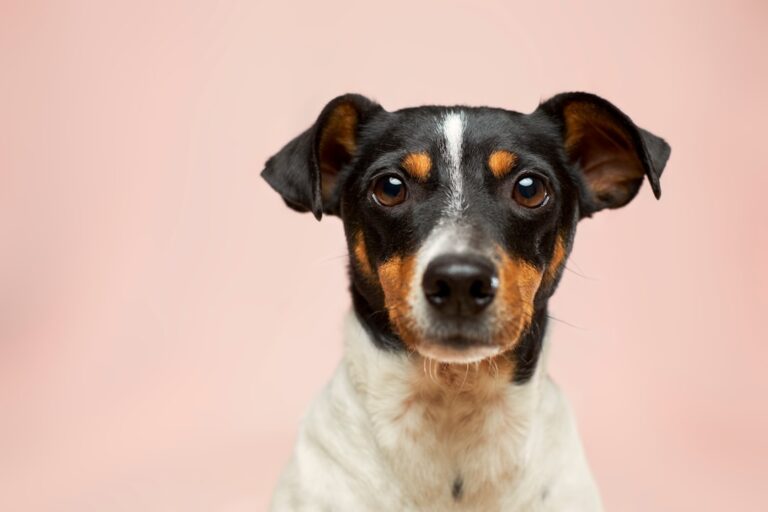 拳師犬可以吃芋頭嗎