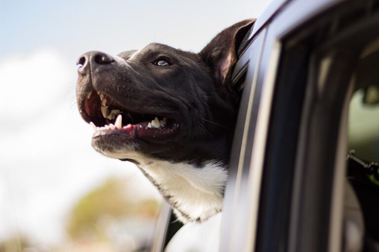 拳師犬可以吃龍眼乾嗎