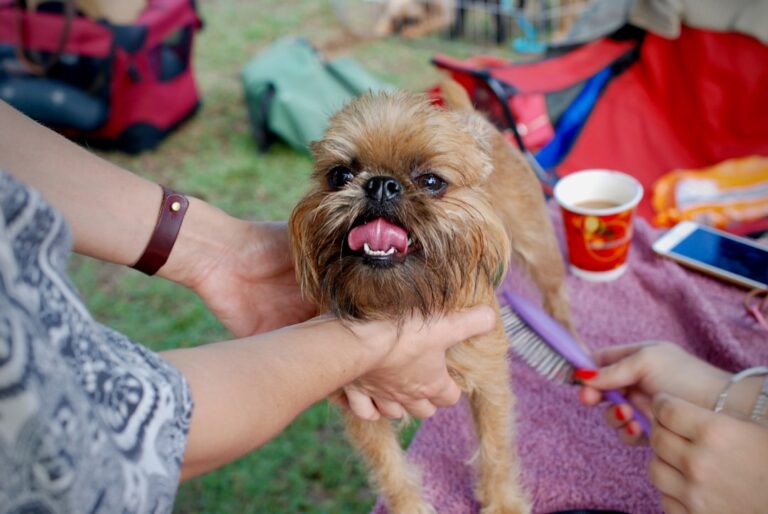 我該剃秋田犬的毛嗎？