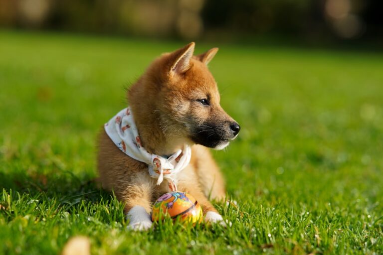秋田犬該吃什麼？
