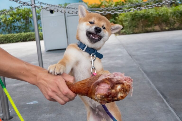 秋田犬的名字是什麼意思？