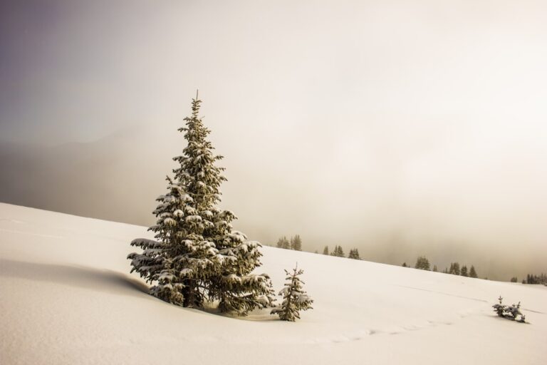 阿拉斯加雪橇犬的壽命：期望與現實