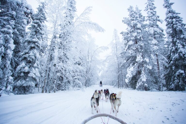 阿拉斯加雪橇犬的體重管理：保持健康