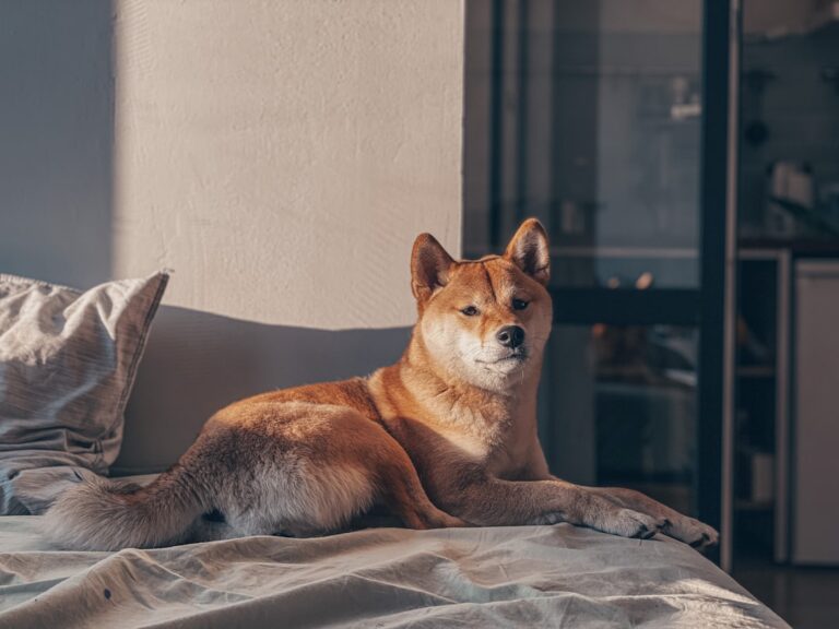 秋田犬是低過敏性的嗎？
