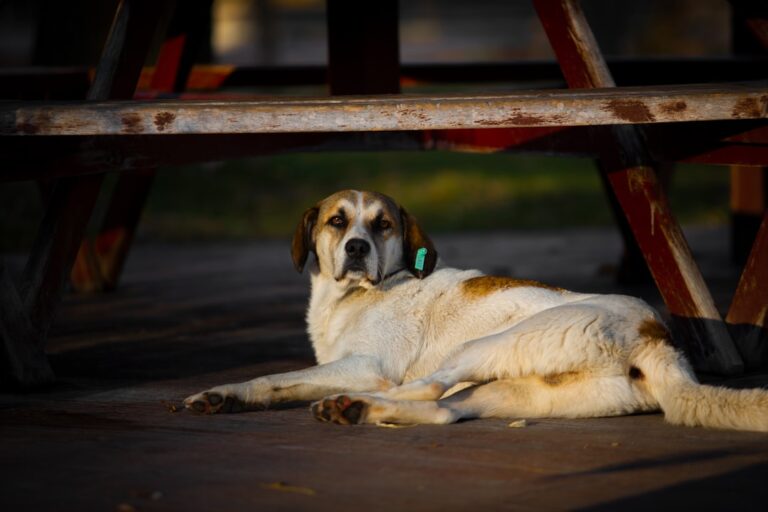 德國牧羊犬不能吃什麼