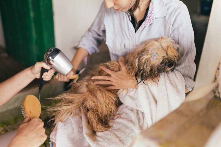 德國牧羊犬的美容護理技巧