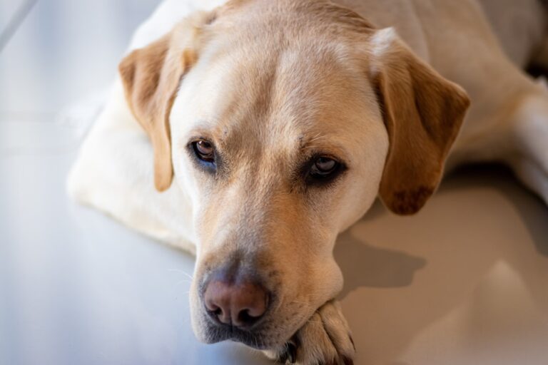 大丹犬可以吃柚子嗎
