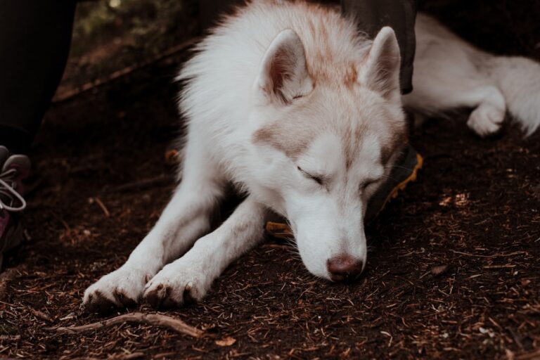西伯利亞雪橇犬可以吃草莓嗎