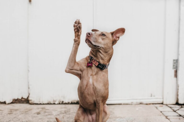 斗牛獒犬的運動需求