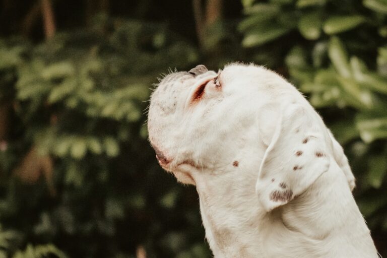 拳師犬能否適應公寓生活