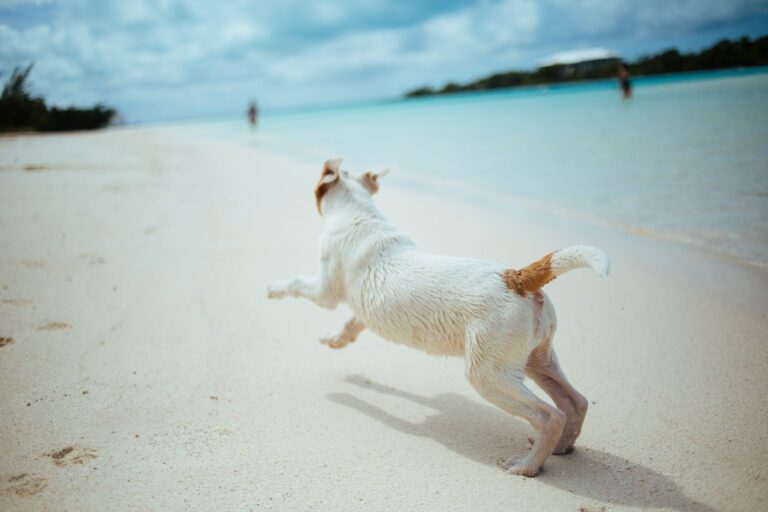 斗牛獒犬的社交技巧