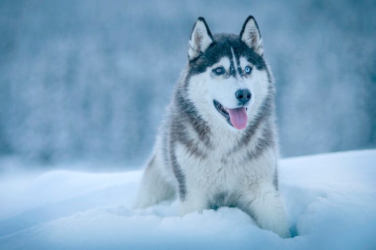西伯利亞雪橇犬可以吃柚子嗎