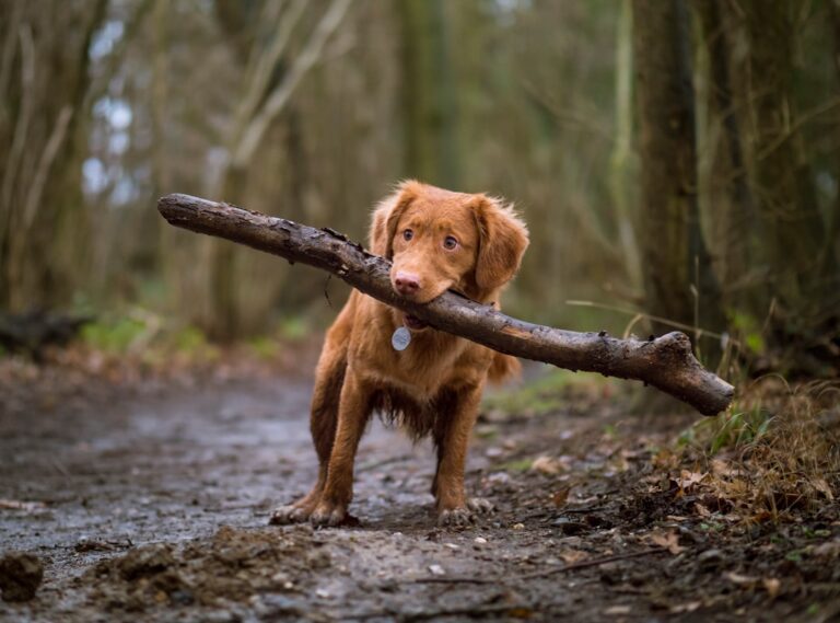 杜賓犬可以吃柿子嗎
