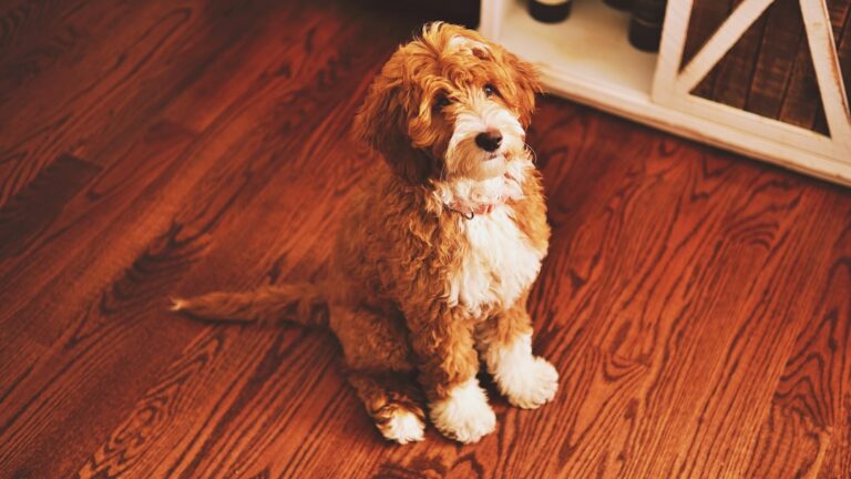 如何迎接你的第一隻德國牧羊犬幼犬