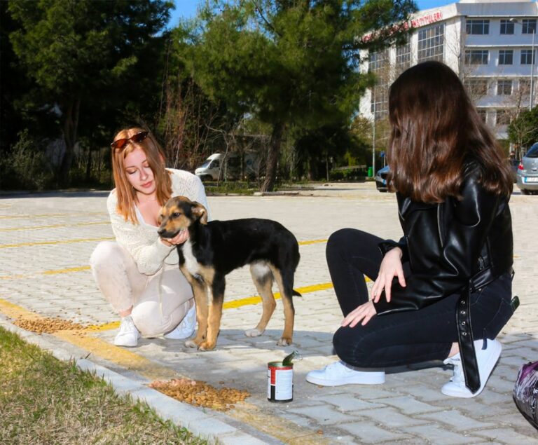 聖伯納犬食物過敏怎麼辦