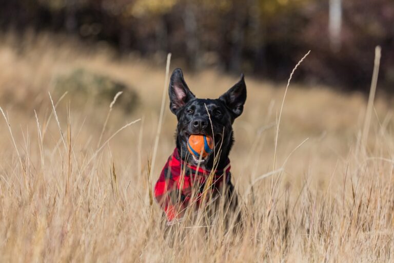 冬季照顧斗牛獒犬的技巧