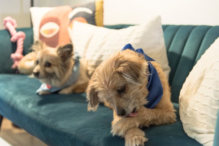斗牛獒犬最喜愛的十款玩具