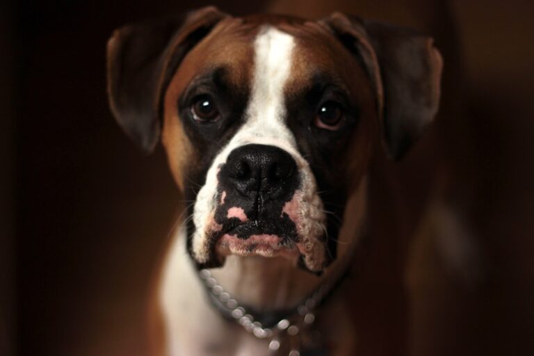 拳師犬幼犬的發育階段