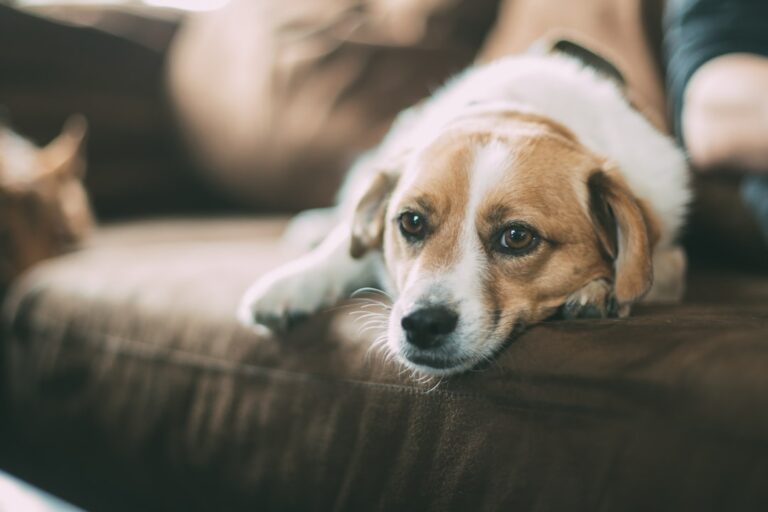杜賓犬幼犬的發育階段