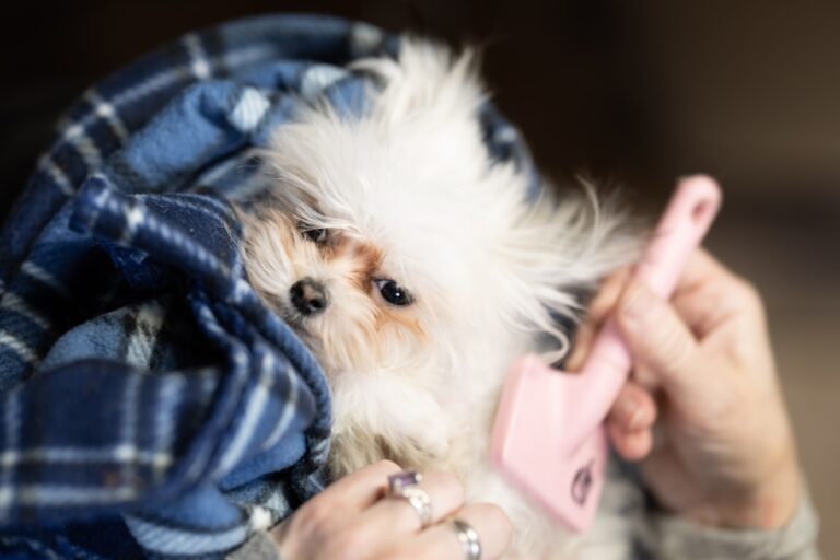 如何應對拳師犬的脫毛問題