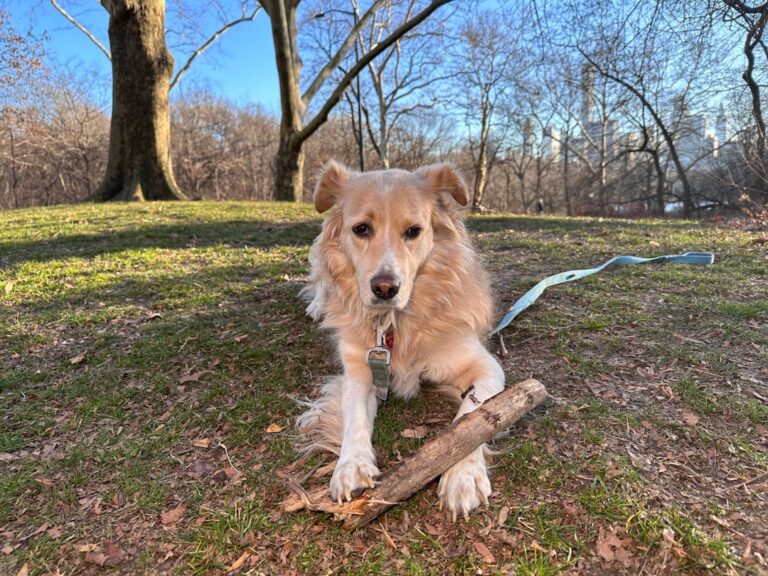 拳師犬救援：如何領養及期待