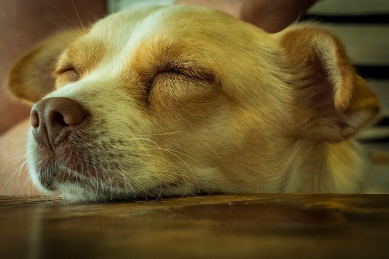 斗牛獒犬救援：如何領養及期待