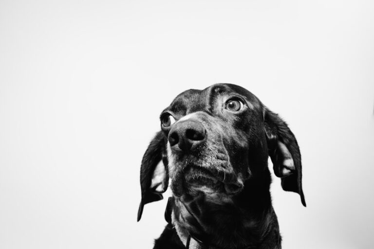 杜賓犬救援：如何領養及期待
