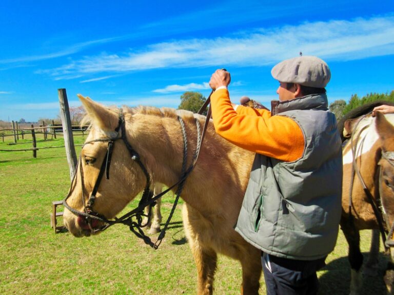 最佳斗牛獒犬訓練工具