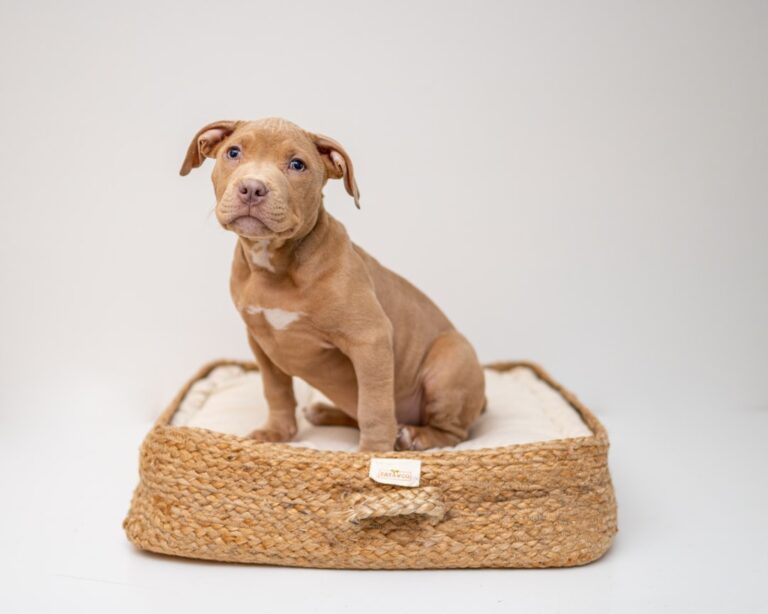 如何為德國牧羊犬創造理想的居家環境