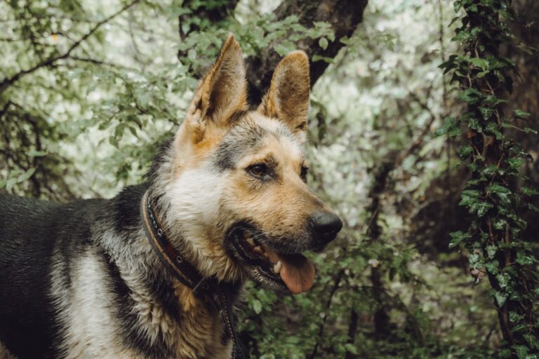 德國牧羊犬可以吃橘子嗎
