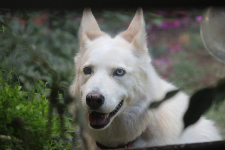 西伯利亞雪橇犬可以吃哈密瓜嗎