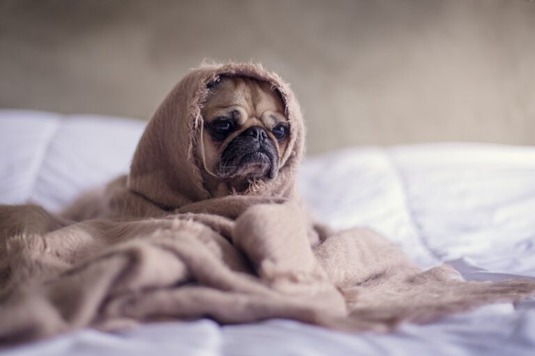 選擇適合拳師犬的獸醫
