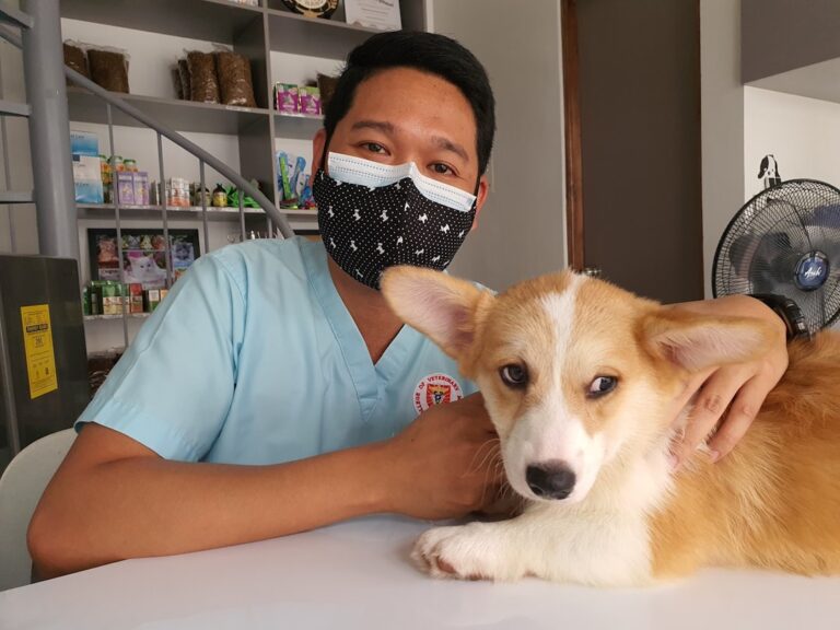 選擇適合杜賓犬的獸醫