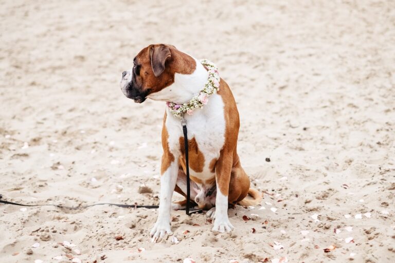 拳師犬的服從訓練：需知要點