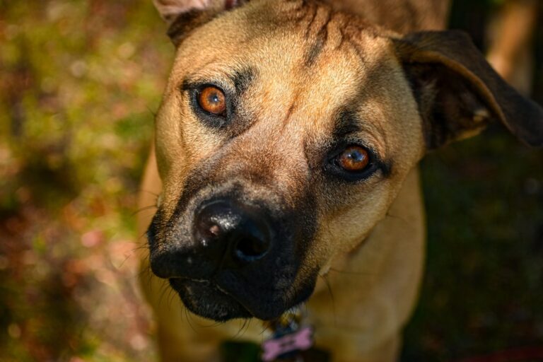 拳師犬的獨特特徵