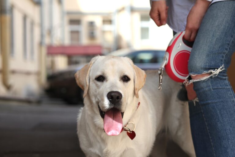 如何教你的杜賓犬走在腳邊