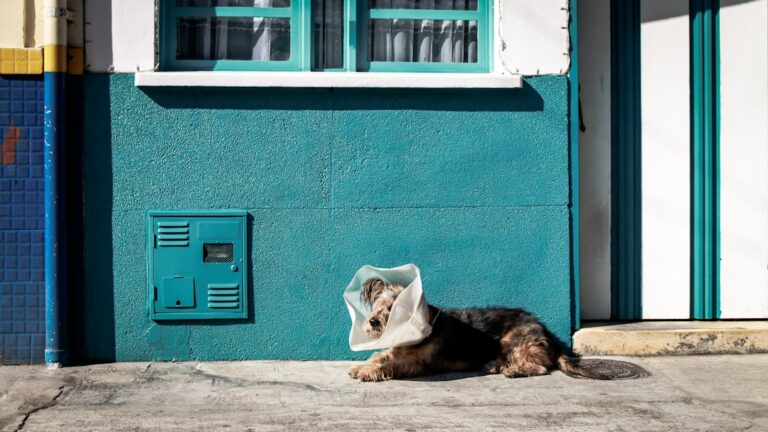 準備斗牛獒犬看獸醫的提示