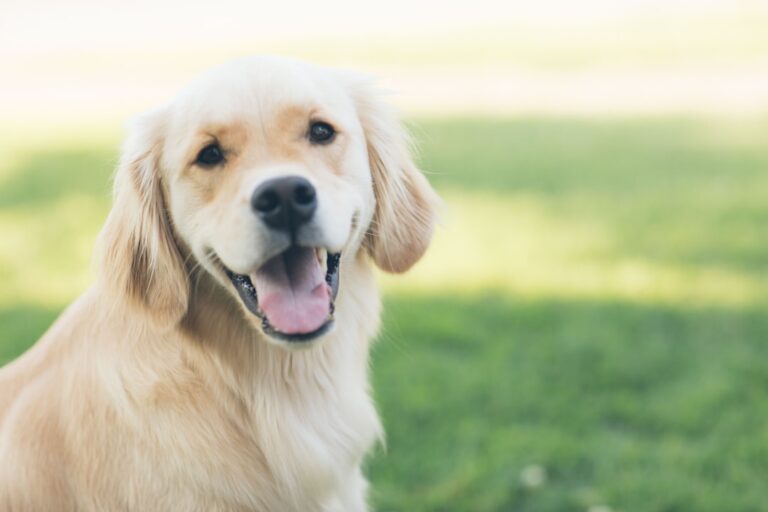準備杜賓犬看獸醫的提示
