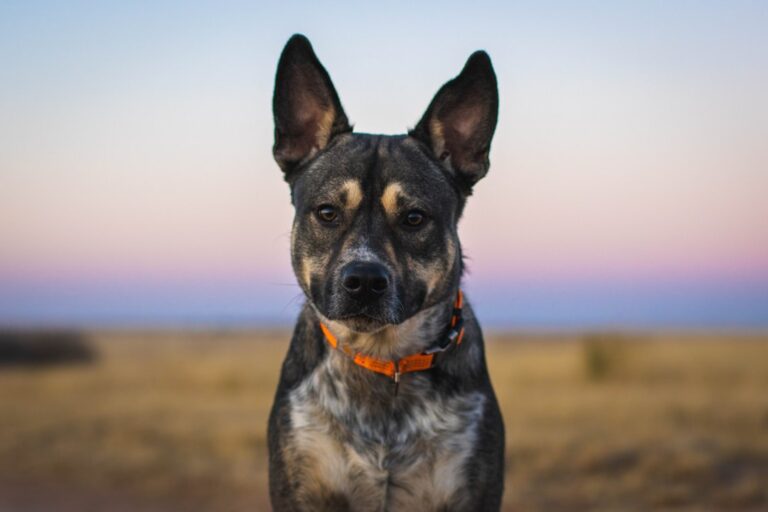 如何選擇可信賴的杜賓犬繁殖者