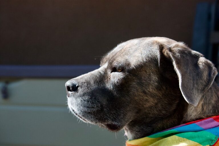 拳師犬與其他犬種的區別