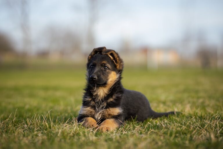 德國牧羊犬可以吃芋頭嗎