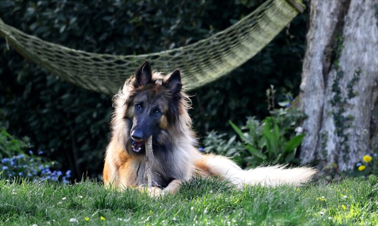 德國牧羊犬的守衛行為：需注意事項