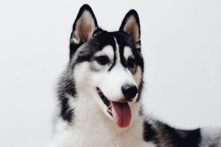 西伯利亞雪橇犬可以吃蓮霧嗎
