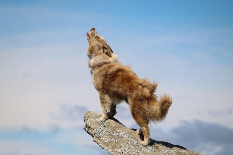 為什麼我的斗牛獒犬會嚎叫？理解他們的發聲
