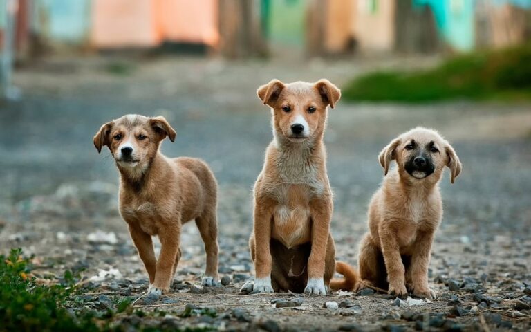 為什麼我的德國牧羊犬會嚎叫？理解他們的發聲