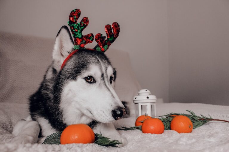 西伯利亞雪橇犬可以吃芋頭嗎